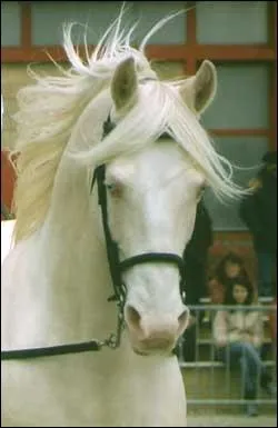 Quelle est la robe de ce cheval ?