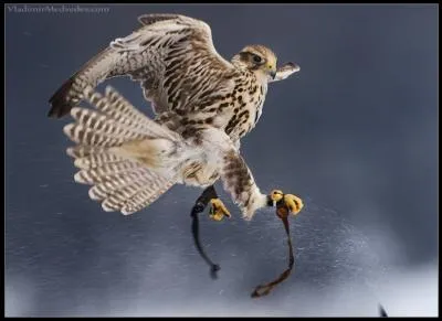 Chanteur franais et fils de comdiens dont les prnoms taient Fernand et Jackie, vous avez interprt, entre beaucoup d'autres, la chanson  Je vole  !