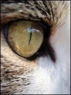 Avoir une vue perante, c'est avoir :