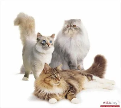 Combien y'a t-il de races de chats environ ?
