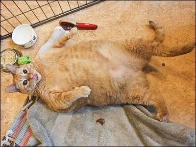 Quel est le poids du chat le plus gros au monde ?