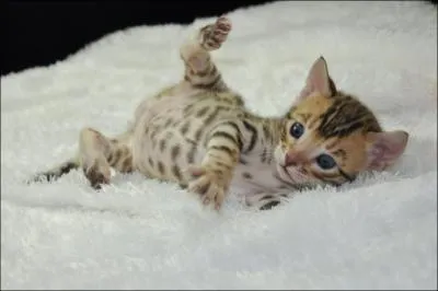 Comment s'appelle la race de chat qui a des poils longs ?