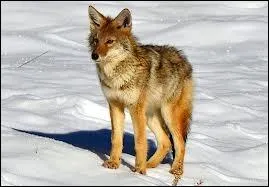 Canid amricain qui vit gnralement en meute :