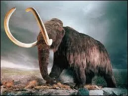 Elphantid poilu disparu dfinitivement il y a 4 000 ans.
