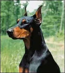 Quelle est l'orthographe exacte de cette race de chien ?