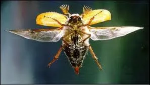 Quel coloptre a vu sa population fortement rgresser ces dernires annes ?