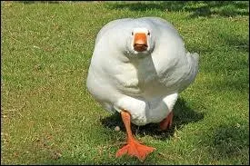 Mle de l'oie domestique :