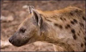 Carnivore africain rieur qui vit en clan :