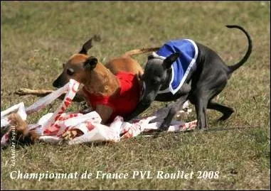 C'est le nom que l'on donne  l'objet aprs lequel courent les lvriers, dans une course !