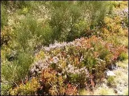 Quel peintre n'est pas impressionniste ?