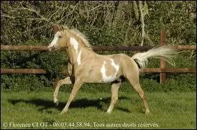 Quelle est la robe de ce bel quid ?