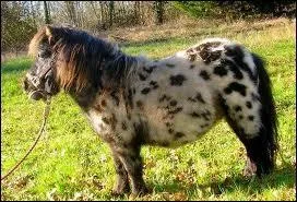 Quelle est la race de ce cheval ?