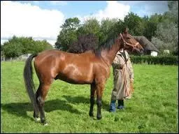 Et pour finir, quelle est la race de ce cheval ?
