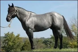 Quelle est la robe de celui-l ?