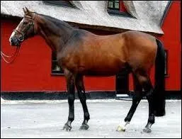 Quelle est la race de ce cheval ?