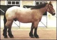 Quelle est la robe de ce poney ?