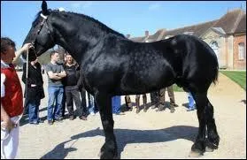 Quelle est la race de ce cheval ?