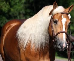 Quiz Poneys