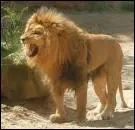 Quel est cet animal ?