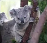 Quel est cet animal ?