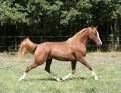 Quiz Animaux