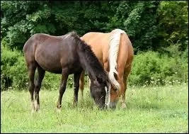 Quelle est la robe du cheval de droite ?