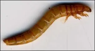 Quel est l'organe respiratoire du ver de farine ?