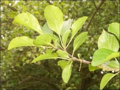 A quel arbre appartiennent ces feuilles ?