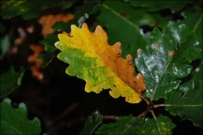 Il est facile son quizz, qui ne reconnat pas sur cette photo des feuilles :