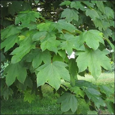 Alors l, il n'y a pas besoin d'tre grand rudit pour dire que ce sont les feuilles :