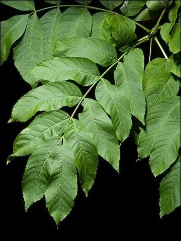 Et maintenant, il est clair que ce sont des feuilles :