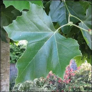 Cette fois, c'est clair, il se moque de nous, un enfant de dix ans peut reconnatre les feuilles d'un :