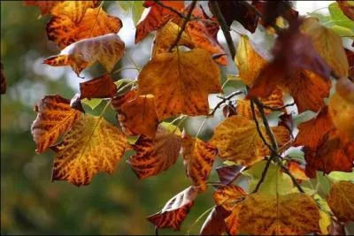 Mais bien sr, vous avez tous reconnu une feuille de :