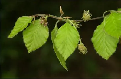 A quel arbre appartient cette feuille ?
