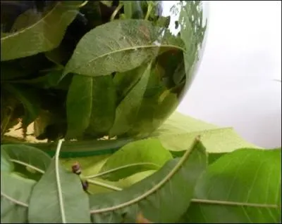 Sur quel arbre pouvez-vous voir ces feuilles ?