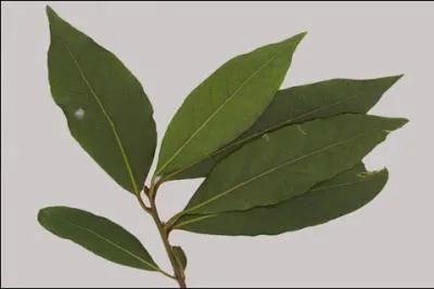 Cette fois, c'est bien une feuille :