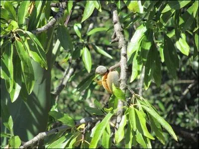 Aujourd'hui, Jeffcoop nous prend vraiment pour des billes, nous avons tous reconnu les feuilles :