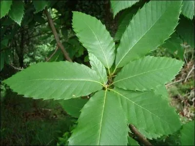 Cette fois, il ne nous aura pas car ce sont des feuilles :