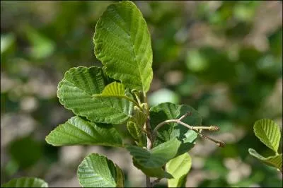 Cela est une certitude, la photo reprsente des feuilles :