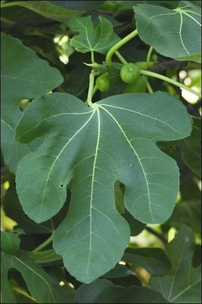 Ici, il est vident que ce sont des feuilles :