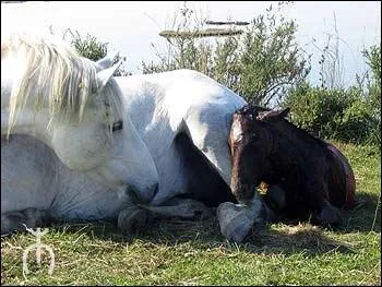 Combien de temps dure le poulinage ?