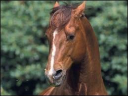 Pourquoi le cheval met-il les oreilles en arrire ?