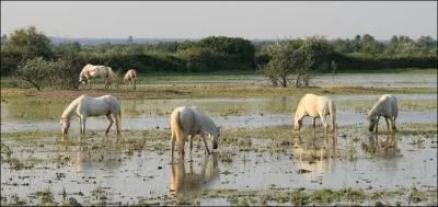 Combien de litres d'eau boit un cheval par jour ?