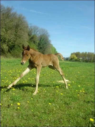Le poulain peut se mettre debout :