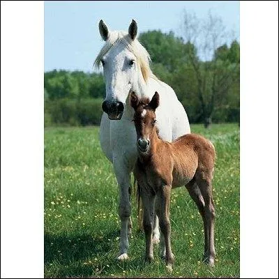 Combien de temps la jument attend son petit ?
