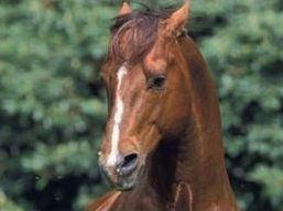 Quiz Equitation