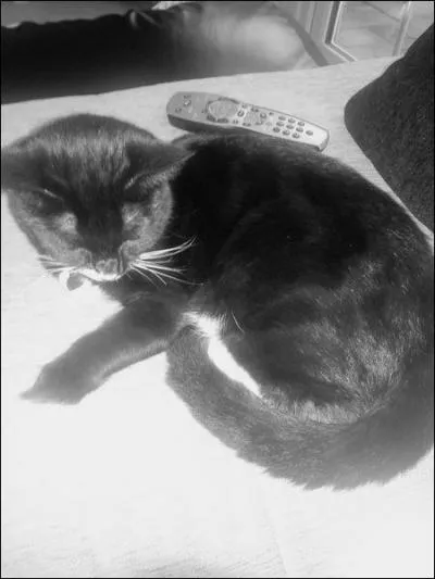 Comment s'appelle le chat de Josh ?