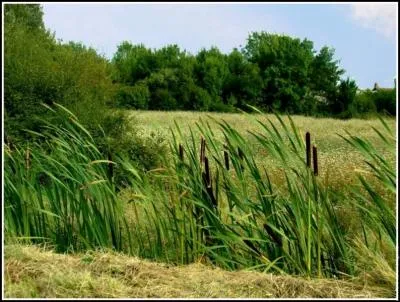 Avec l'anagramme de racine, soit  canier , on dsigne un lieu o poussent des :