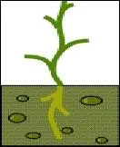 La racine va chercher l'eau en profondeur. Ce sont principalement les arbres et les plantes de rgions sches qui possdent ce systme. Lequel ?