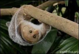 Lmurien d'Afrique nocturne et arboricole aux gros yeux globuleux.